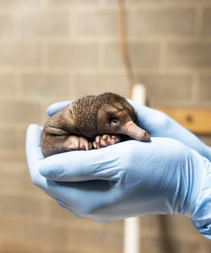 Echidna being held by caregiver's gloved hand