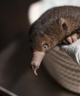 Echidna puggle with tongue out