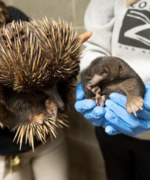 Care providers holding adult female echidna and her puggle side by side