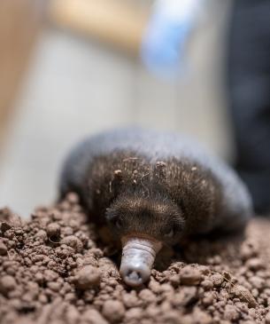 Echidna puggle relacing dirt mound while facing camera