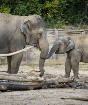 two elephants
