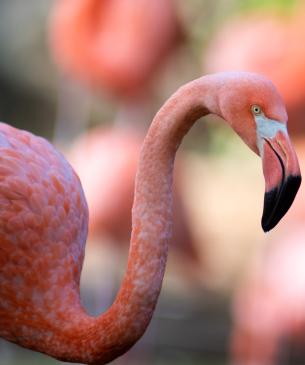 flamingo