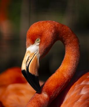 flamingo