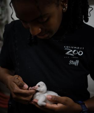 woman holding flamingo chick