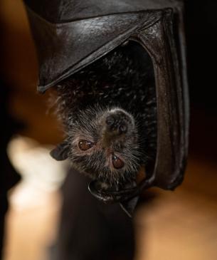bat