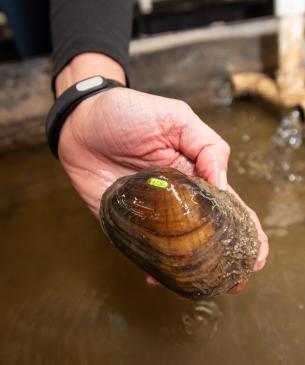 mussel in palm of hand