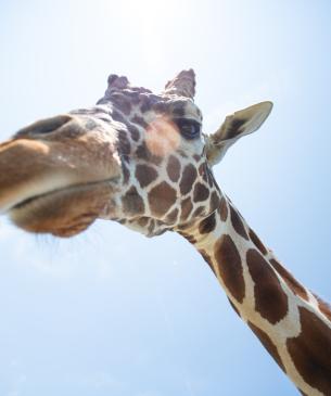 giraffe