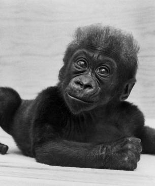 Gorilla Colo at the Columbus Zoo in 1957