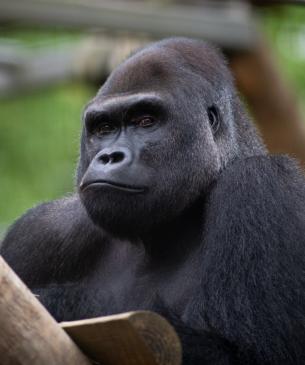 gorilla