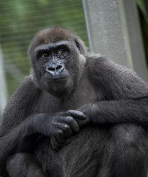 gorilla