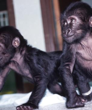 Twin gorillas born at the Columbus Zoo, seen here in 1984
