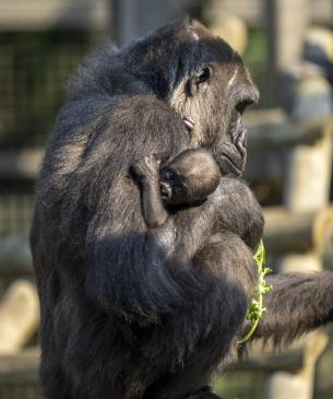 gorilla and baby