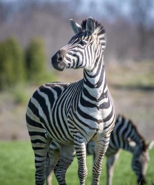 zebra