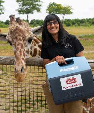 woman holding cooler and posing with giraffe