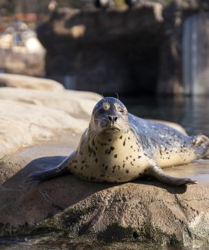 harbor seal