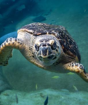 sea turtle