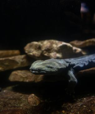 hellbender