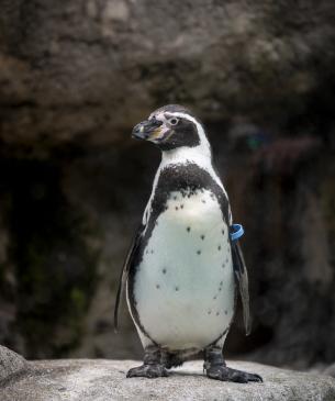 penguin