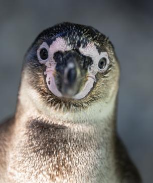 penguin
