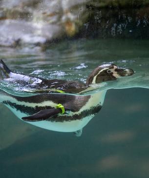 Humboldt Penguin