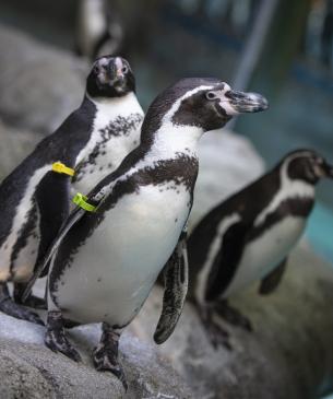 penguin