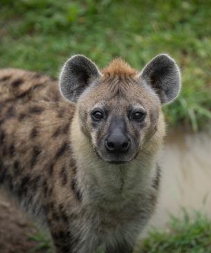 Hyena