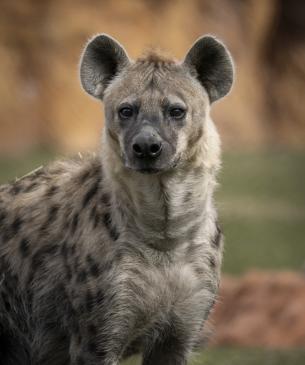 hyena
