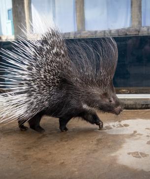 porcupine