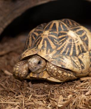 indian star tortoise