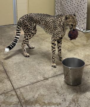 cheetah training
