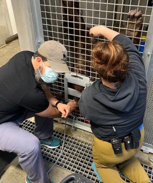 orangutan medical procedure