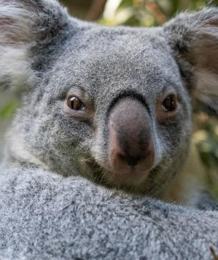 koala