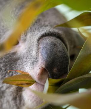 koala in leaves