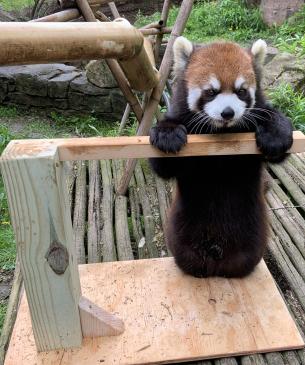 red panda medical procedure