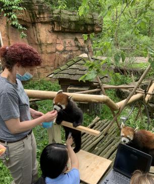 red panda medical procedure