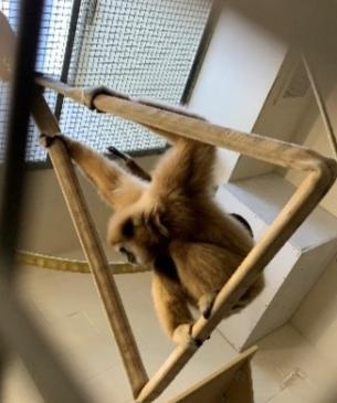 gibbon training