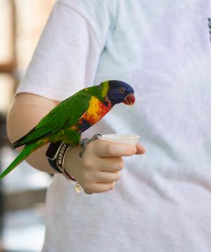 Lorikeet Feeding