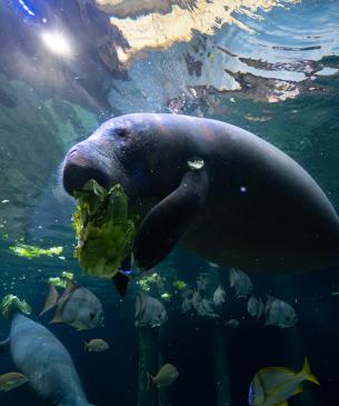 Stubby eating lettuce at the Columbus Zoo