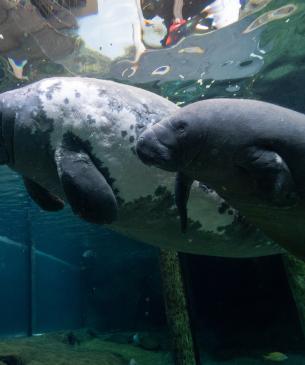 Stubby and Redrock, manatees at the Columbus Zoo
