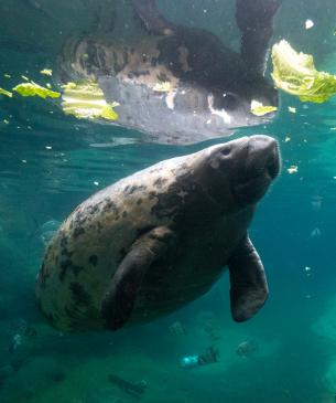 manatee in water