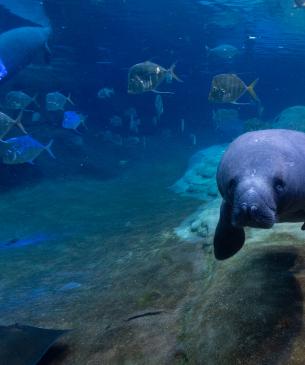 manatee in water