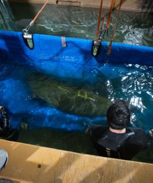 Manatee arrival at the Columbus Zoo