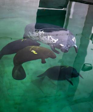 Manatee arrival at the Columbus Zoo