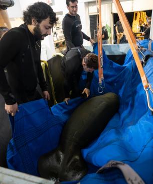 Manatees arriving at the Columbus Zoo