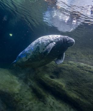 manatee