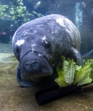 manatee