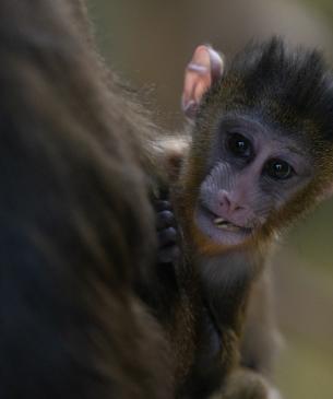 baby mandrill