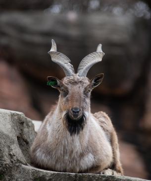 Male markhor