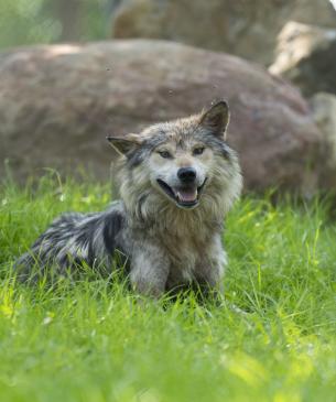 wolf