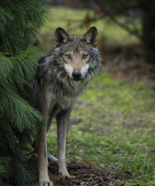 wolf